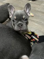Buddy- blue collar , a male French Bulldog for sale in Merced, CA – Photo 4 of 4