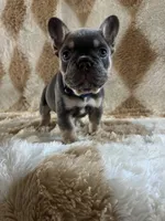 Buddy- blue collar , a male French Bulldog for sale in Merced, CA – Photo 2 of 4