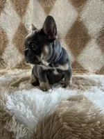 Buddy- blue collar , a male French Bulldog for sale in Merced, CA – Photo 3 of 4