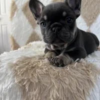 Sugarplum- Green Collar , a female French Bulldog for sale in Merced, CA – Photo 4 of 8