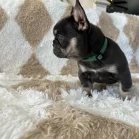 Sugarplum- Green Collar , a female French Bulldog for sale in Merced, CA – Photo 3 of 8