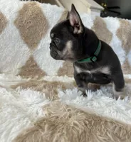 Sugarplum- Green Collar , a female French Bulldog for sale in Merced, CA – Photo 2 of 5