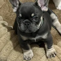 Sugarplum- Green Collar , a female French Bulldog for sale in Merced, CA – Photo 7 of 8