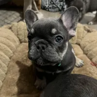 Sugarplum- Green Collar , a female French Bulldog for sale in Merced, CA – Photo 6 of 8