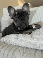 Sugarplum- Green Collar , a female French Bulldog for sale in Merced, CA – Photo 1 of 8