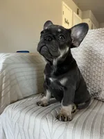 Sugarplum- Green Collar , a female French Bulldog for sale in Merced, CA – Photo 5 of 8
