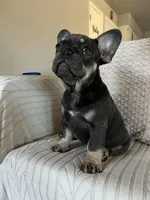 Sugarplum- Green Collar , a female French Bulldog for sale in Merced, CA – Photo 8 of 8