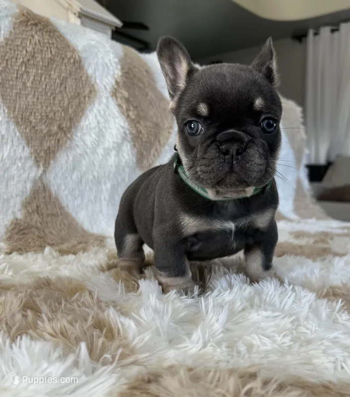 Sugarplum- Green Collar 