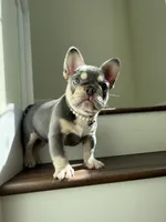 Puppy Love, a female French Bulldog for sale in Merced, CA – Photo 1 of 2