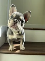 Puppy Love, a female French Bulldog for sale in Merced, CA – Photo 2 of 2