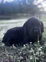 Charlie, a male Labrador Retriever for sale in Phenix City, AL – Photo 2 of 2