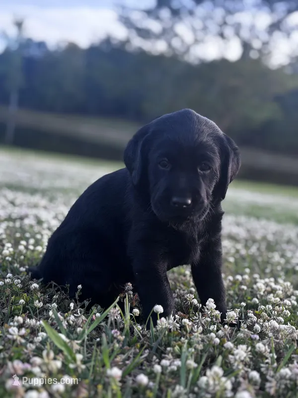 Charlie – Labrador Retriever puppy for sale in Phenix City, AL