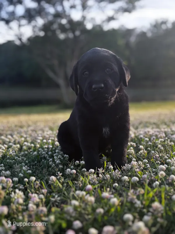 Apple – Labrador Retriever puppy for sale in Phenix City, AL