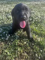Cowboy, a male Labrador Retriever for sale in Phenix City, AL – Photo 2 of 2