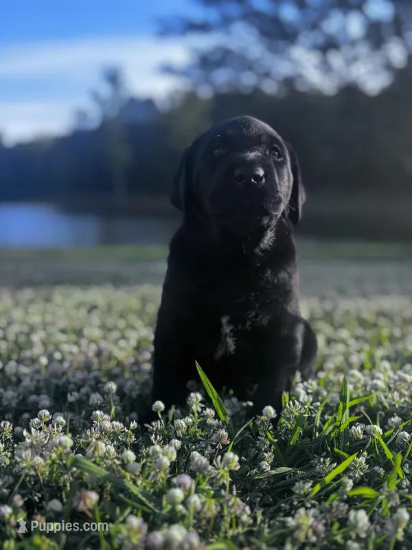 Cowboy – Labrador Retriever puppy for sale in Phenix City, AL