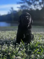 Cowboy, a male Labrador Retriever for sale in Phenix City, AL – Photo 1 of 2