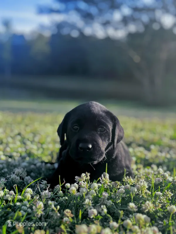 Misty – Labrador Retriever puppy for sale in Phenix City, AL