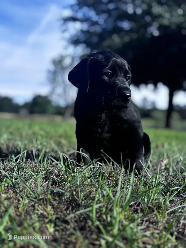Misty – Labrador Retriever puppy for sale in Phenix City, AL