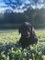 Misty, a female Labrador Retriever for sale in Phenix City, AL – Photo 2 of 2