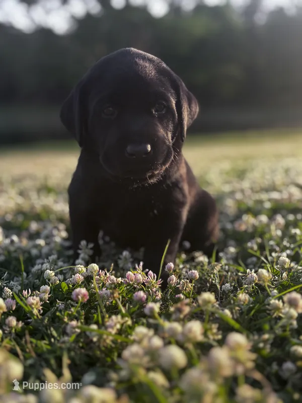Zucchini – Labrador Retriever puppy for sale in Phenix City, AL