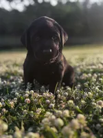 Zucchini, a male Labrador Retriever for sale in Phenix City, AL – Photo 1 of 2