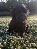 Zucchini, a male Labrador Retriever for sale in Phenix City, AL – Photo 2 of 2