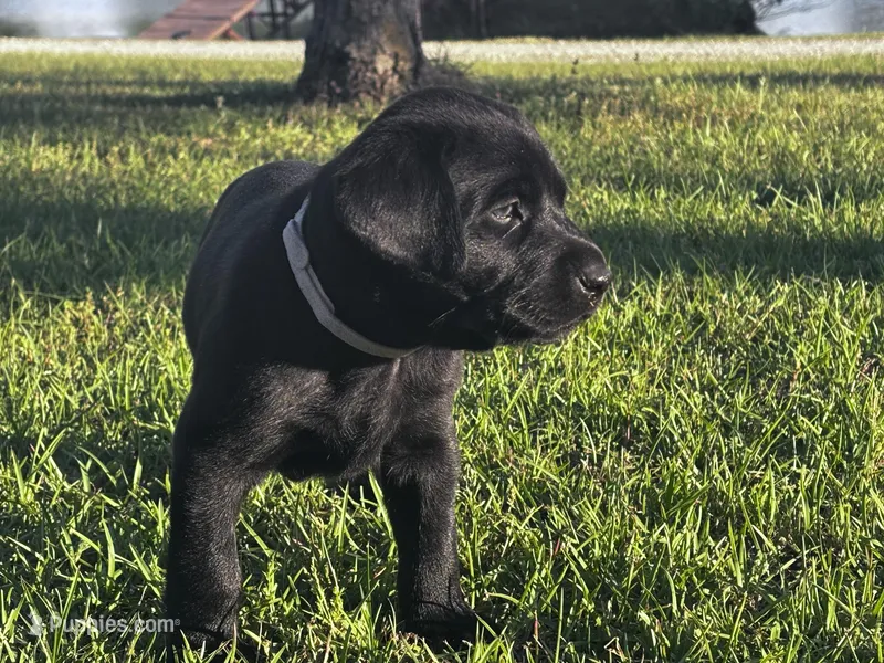 Zucchini (Zuzu) – Labrador Retriever puppy for sale in Phenix City, AL