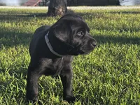 Zucchini (Zuzu), a male Labrador Retriever for sale in Phenix City, AL – 1 of 3