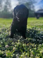River, a male Labrador Retriever for sale in Phenix City, AL – Photo 3 of 3