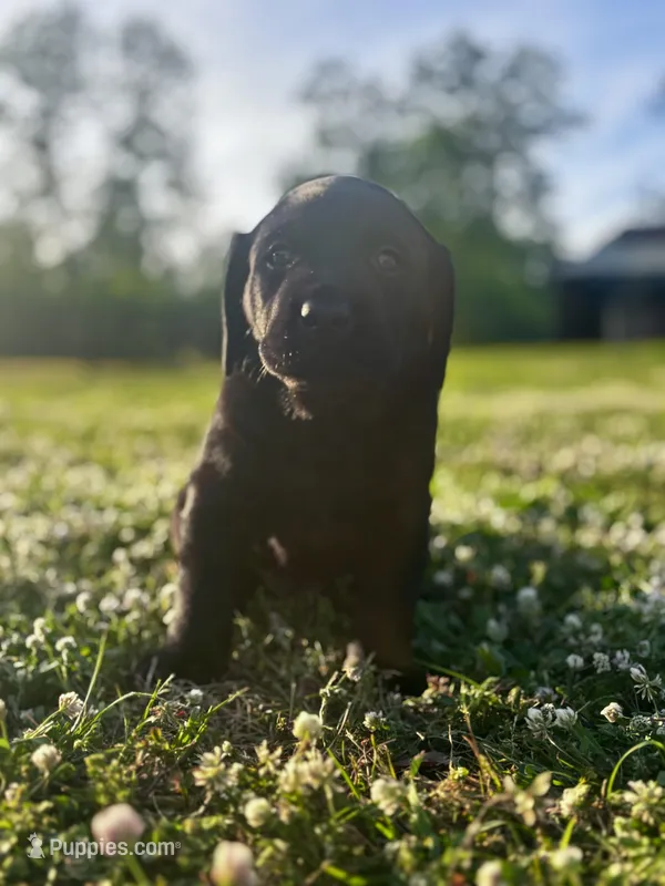 River – Labrador Retriever puppy for sale in Phenix City, AL