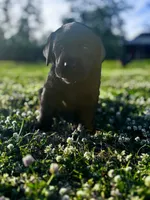 River, a male Labrador Retriever for sale in Phenix City, AL – Photo 2 of 3