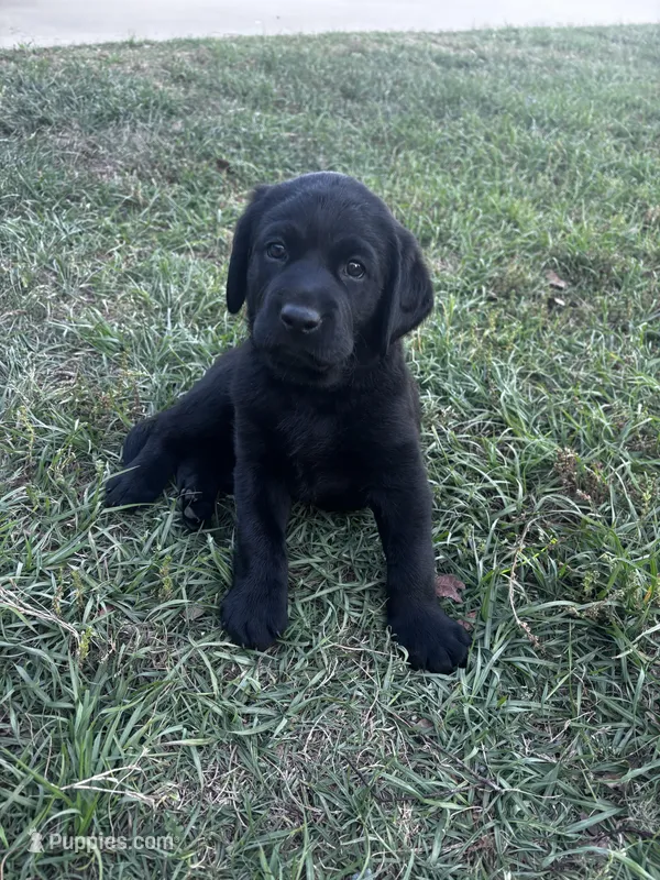 Huntley – Labrador Retriever puppy for sale in Phenix City, AL