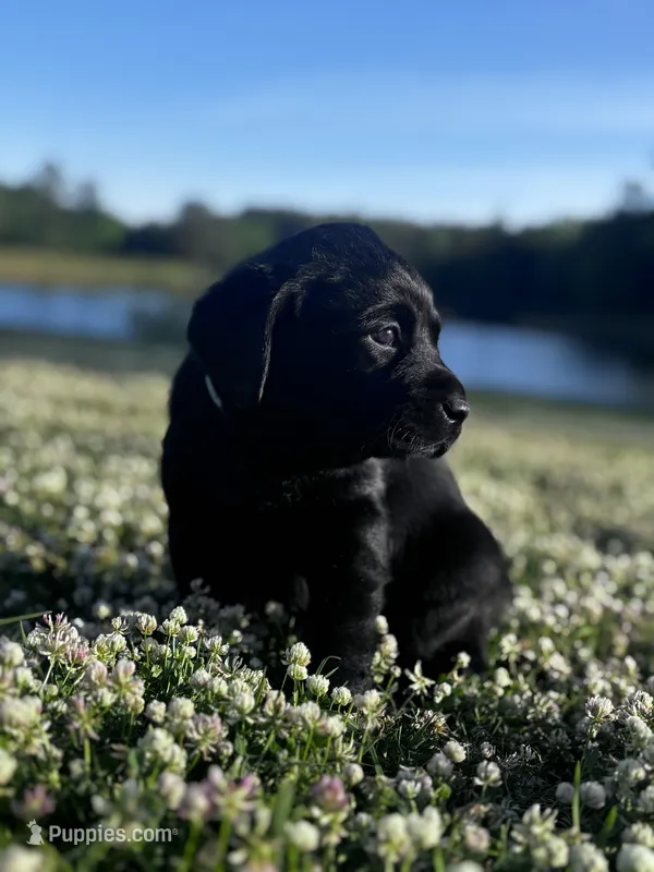 Huntley – Labrador Retriever puppy for sale in Phenix City, AL