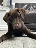 Be, a female Labrador Retriever for sale in Sherwood, AR – 3 of 4