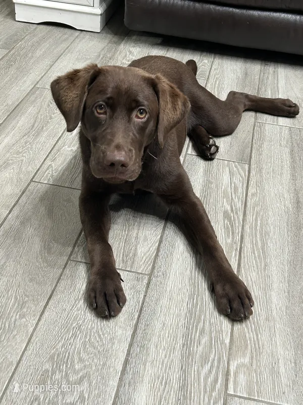 Be – Labrador Retriever puppy for sale in Sherwood, AR