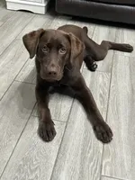 Be, a female Labrador Retriever for sale in Sherwood, AR – 1 of 4