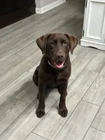 Be, a female Labrador Retriever for sale in Sherwood, AR – 2 of 4