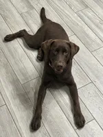 Be, a female Labrador Retriever for sale in Sherwood, AR – 4 of 4