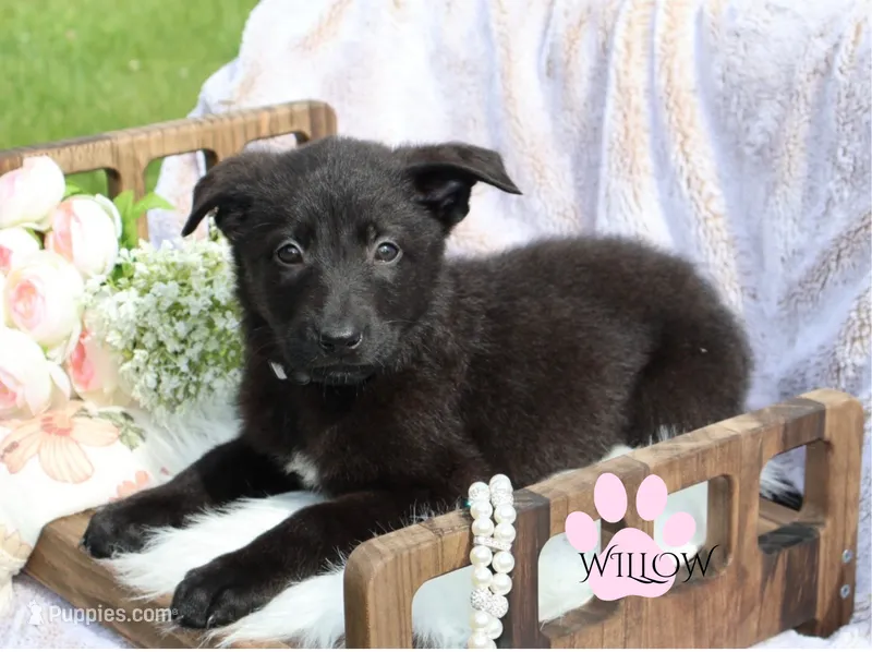 WILLOW – Belgian Malinois, German Shepherd Dog puppy for sale in Cynthiana, KY