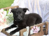 WILLOW, a female Belgian Malinois and German Shepherd Dog for sale in Cynthiana, KY – 1 of 1
