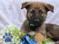 TOBY, a male Belgian Malinois and German Shepherd Dog for sale in Cynthiana, KY – 1 of 1
