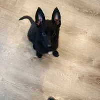 Harley , a female Belgian Malinois and German Shepherd Dog for sale in Cynthiana, KY – 2 of 3