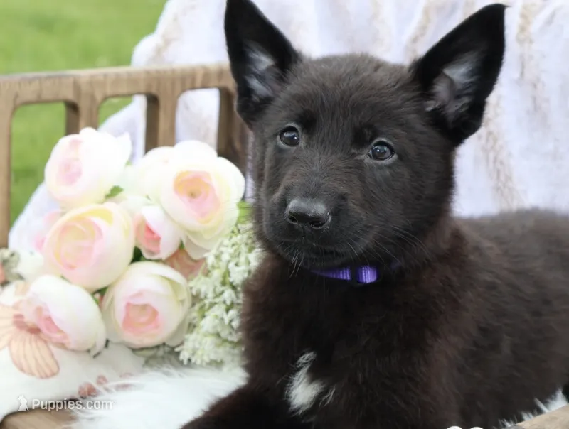 Harley  – Belgian Malinois, German Shepherd Dog puppy for sale in Cynthiana, KY