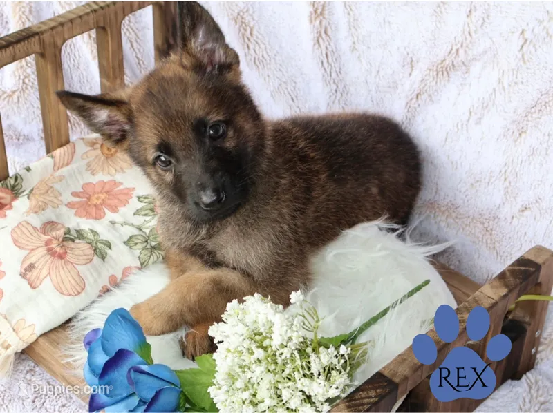 REX – Belgian Malinois, German Shepherd Dog puppy for sale in Cynthiana, KY
