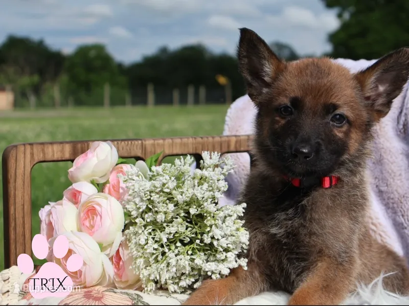 TRIX – Belgian Malinois, German Shepherd Dog puppy for sale in Cynthiana, KY