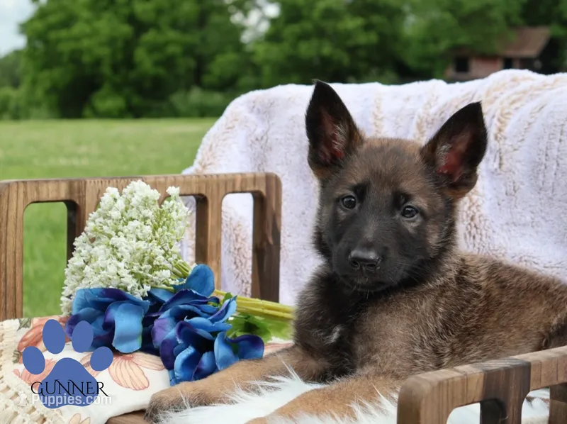 GUNNER – Belgian Malinois, German Shepherd Dog puppy for sale in Cynthiana, KY