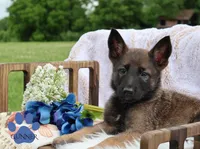 GUNNER, a male Belgian Malinois and German Shepherd Dog for sale in Cynthiana, KY – 1 of 1