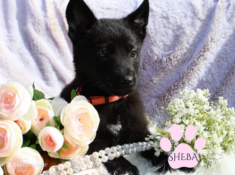 Sheba – Belgian Malinois, German Shepherd Dog puppy for sale in Cynthiana, KY
