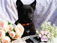 Sheba, a female Belgian Malinois and German Shepherd Dog for sale in Cynthiana, KY – 1 of 1
