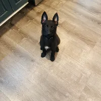 Harley , a female Belgian Malinois and German Shepherd Dog for sale in Cynthiana, KY – 3 of 3